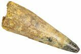 Fossil Spinosaurus Tooth - Real Dinosaur Tooth #366481-1